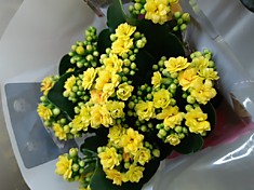 Каланхоэ